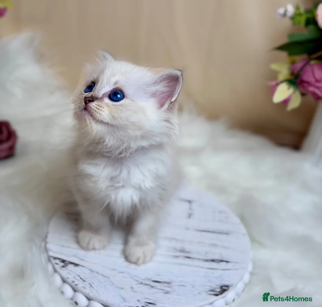 Ragdoll cats for sale: Outstanding Ragdoll Kittens✨Exceptional Quality - Advert 25