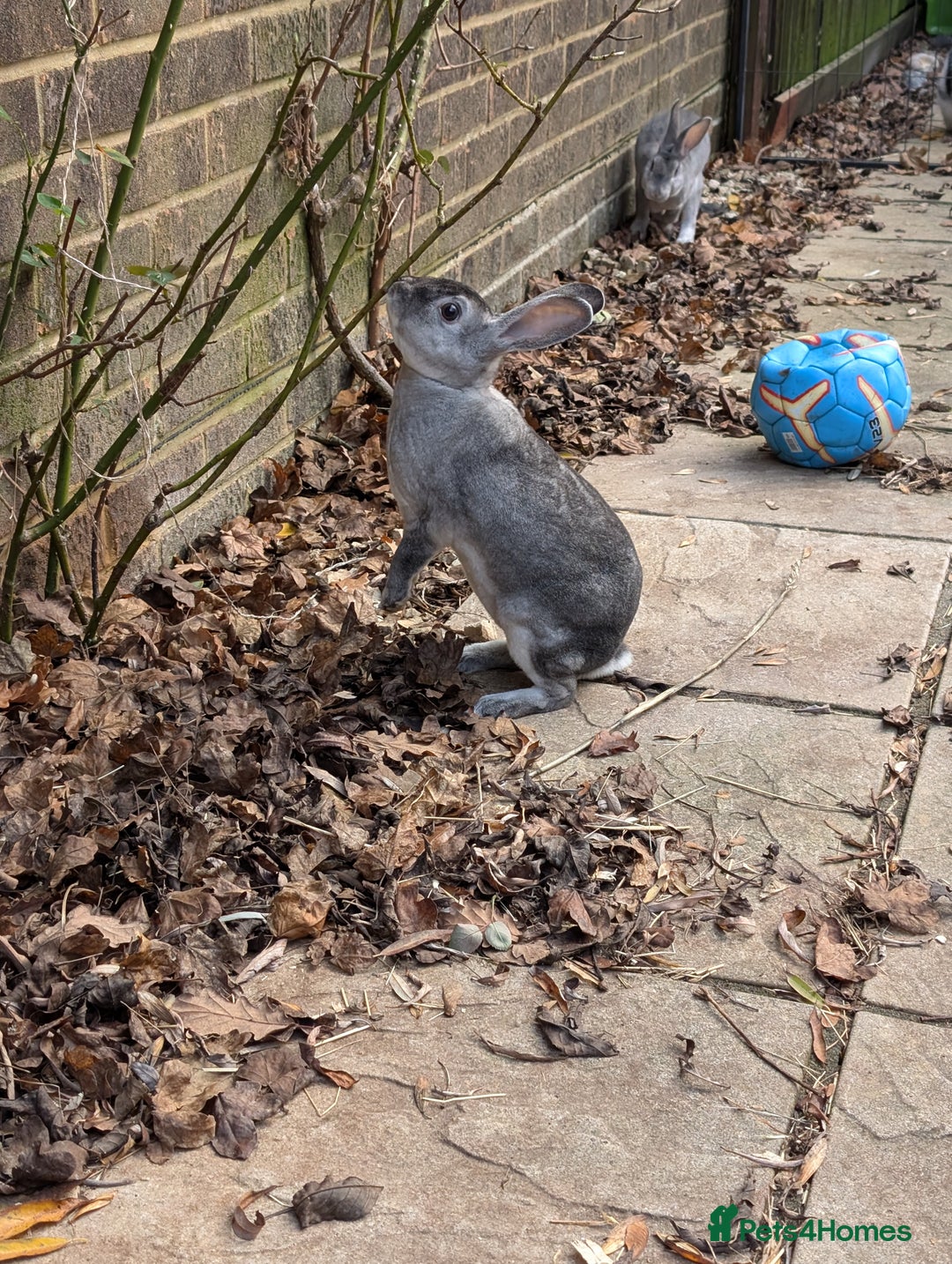 Rex rabbits for sale: Standard Rex Bucks - Advert 5