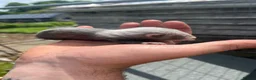 Ferret rodents for sale: Baby ferrets - Advert 2