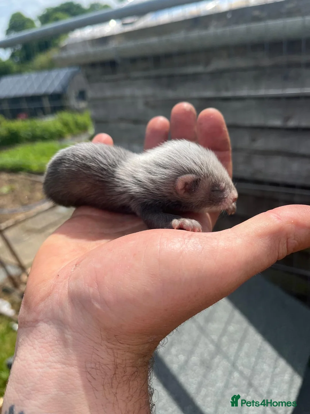 Ferret rodents for sale: Baby ferrets - Advert 2