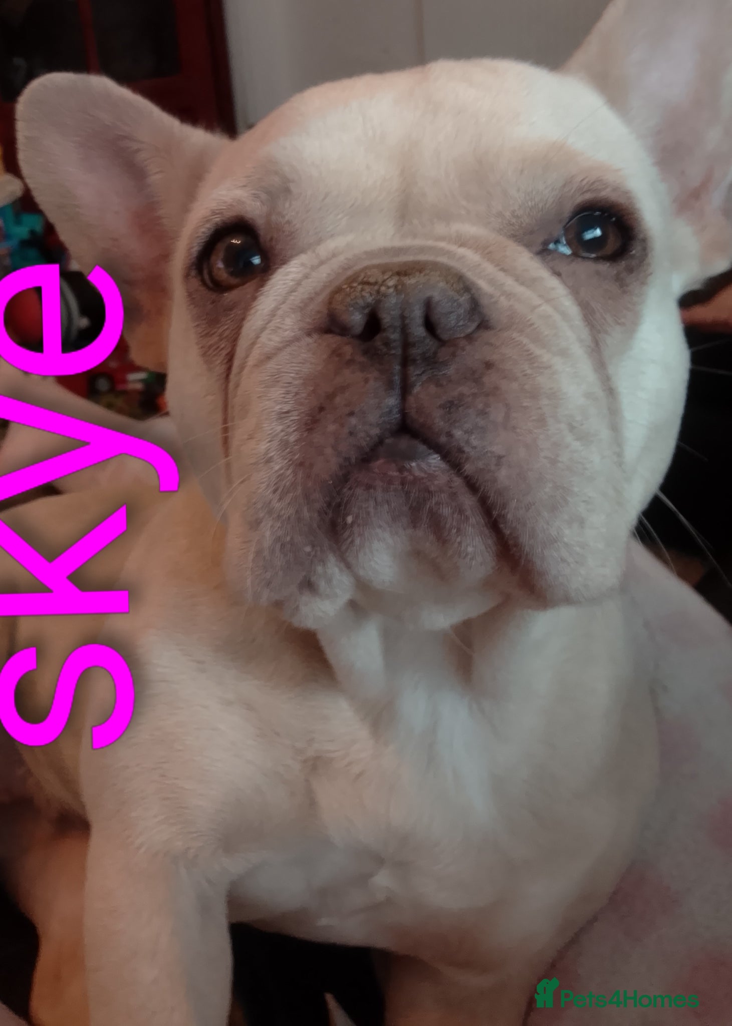 Mixed Breed dogs French ** taffy puppies - Advert 1