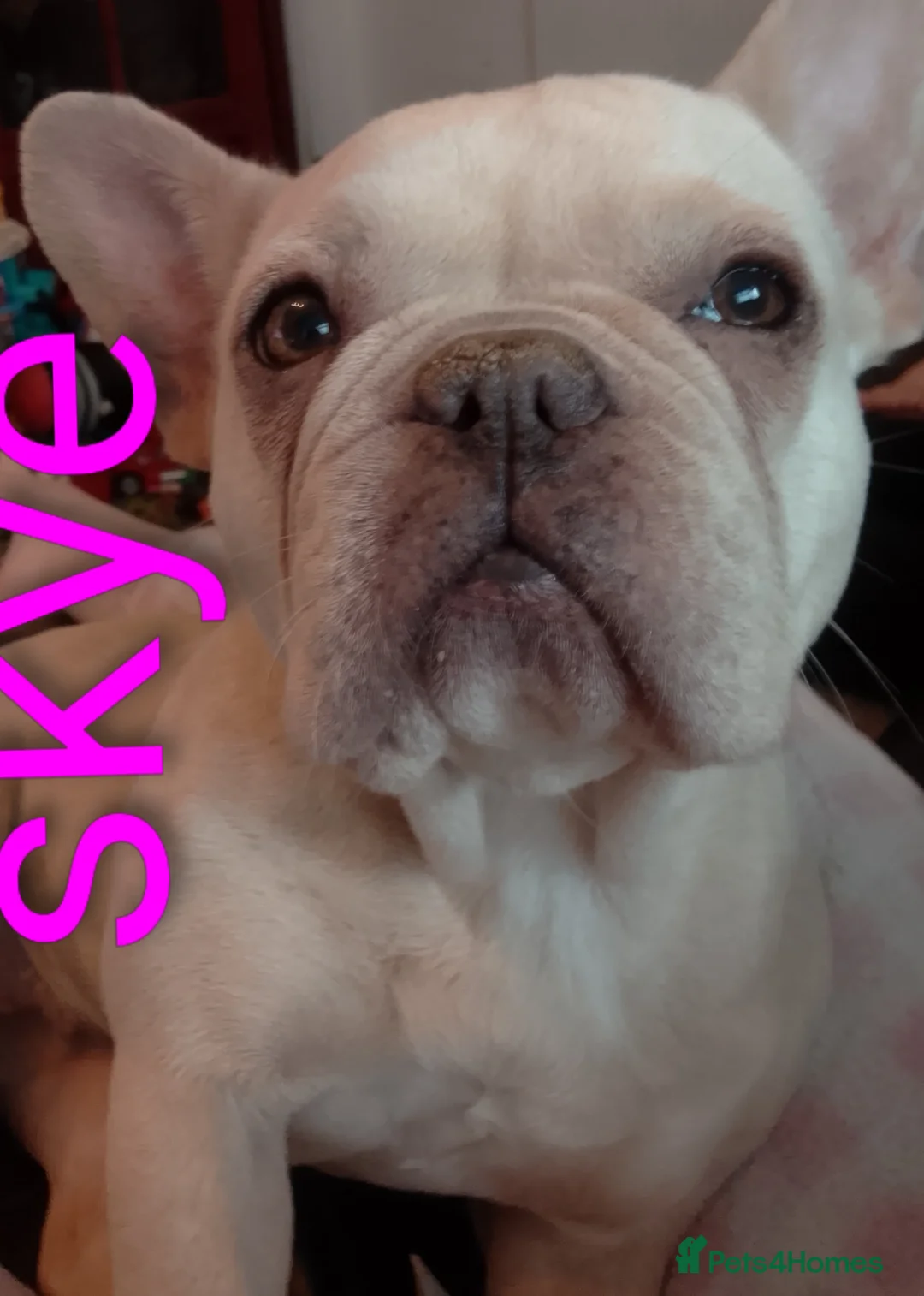 Mixed Breed dogs for sale: French ** taffy puppies - Advert 1