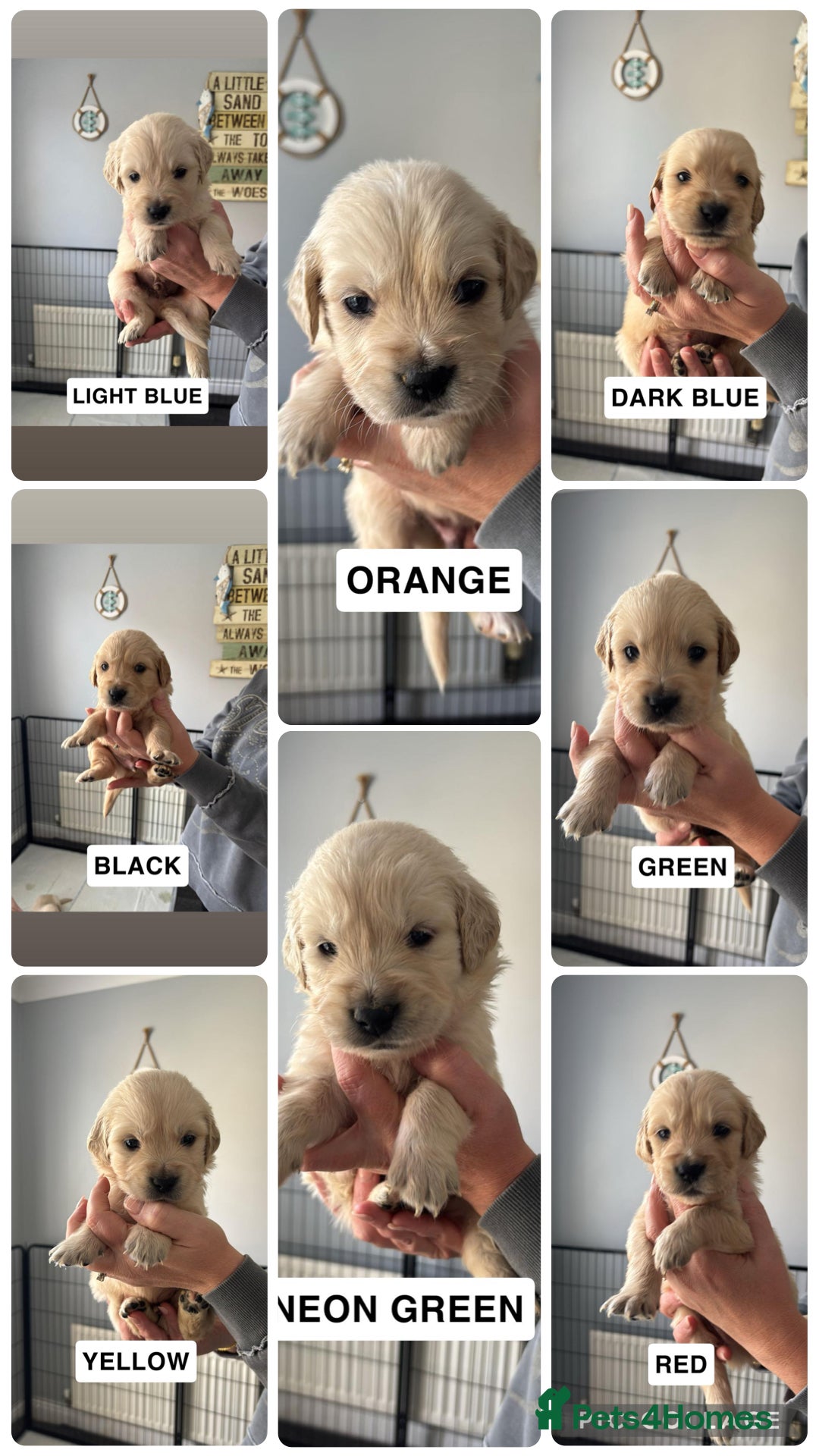 Golden Retriever dogs 🐾 KC Registered Golden Retriever Puppies.  - Advert 1
