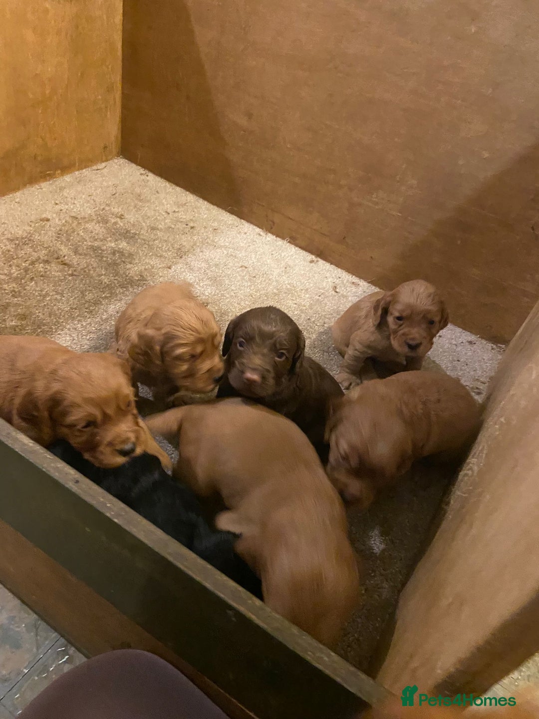 Cocker Spaniel dogs for sale: Working cocker spaniels - Advert 6