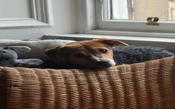 Jack Russell dogs for sale: Jack Russell Terrier boy looking for new home - Image 11