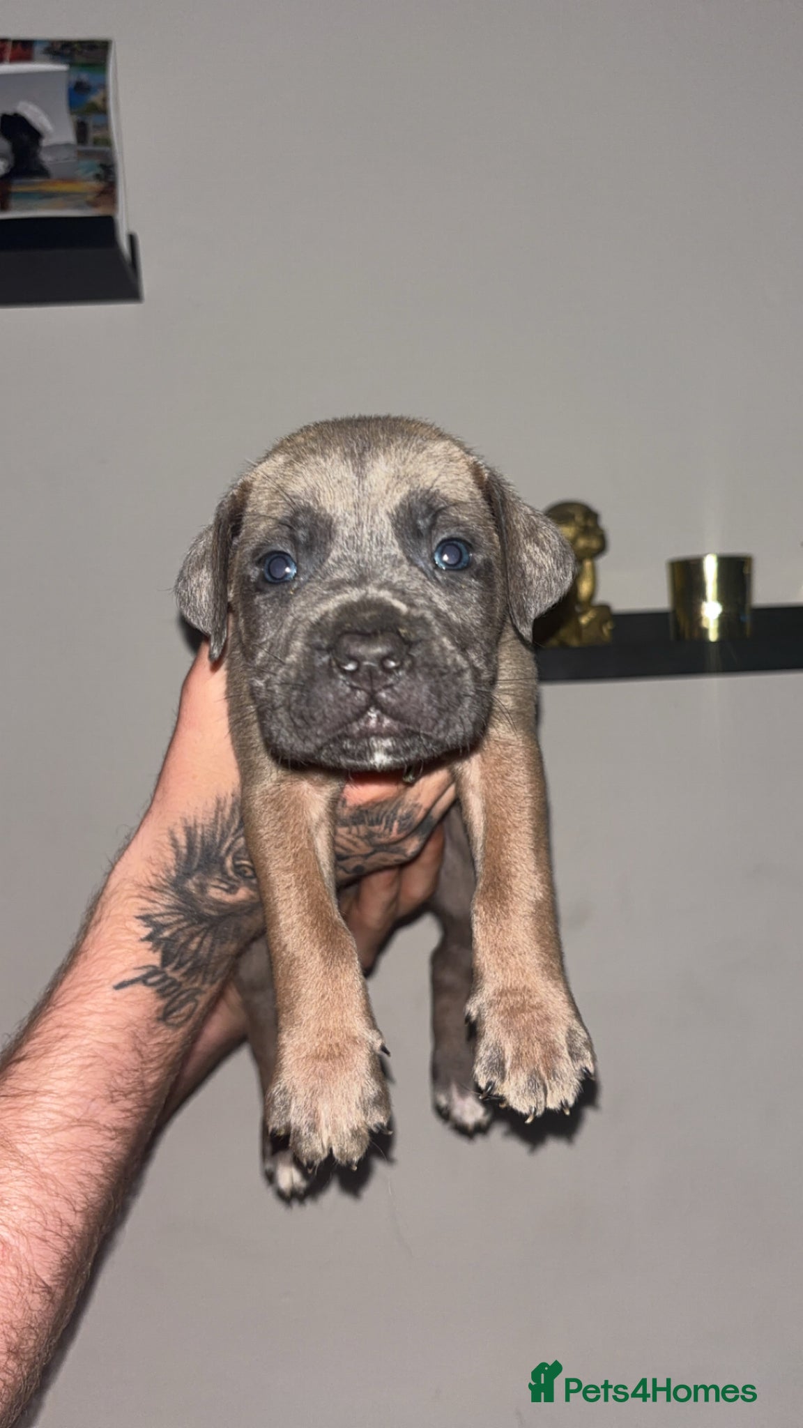 Cane Corso dogs Cane corso champion bloodline  - Advert 2