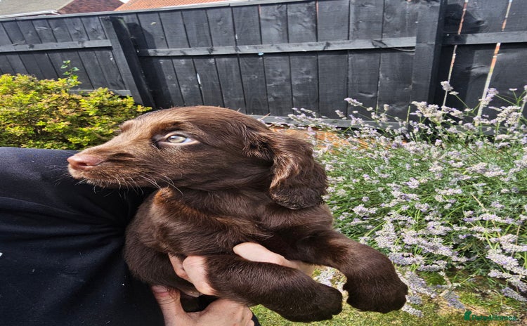 Cocker Spaniel dogs - Advert 3