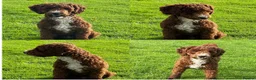 Labradoodle dogs for sale: Exceptional, traditional F1 Labradoodles - Advert 12