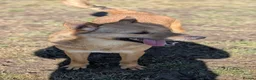 Mixed Breed dogs for adoption: Blue for adoption - Advert 13