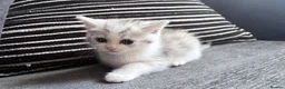 Persian cats for sale: PERSIAN CHINCHILLAS X - Advert 9