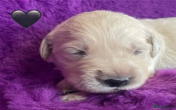 Golden Retriever dogs for sale: KC Reg Cream Boys from health tested parents.  - Image 8