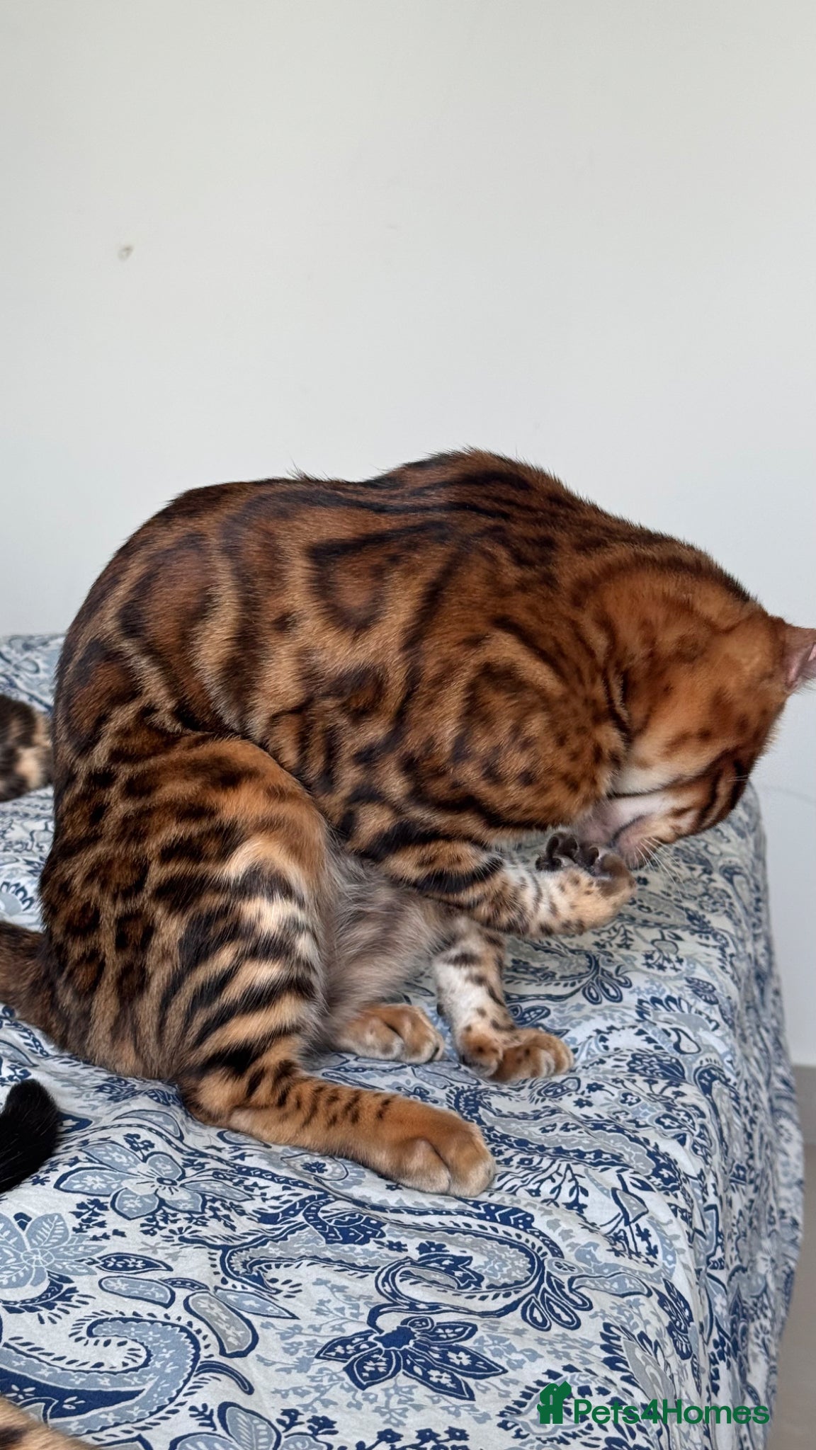 Bengal cats for sale: TICA Bengal cats adorable educated with kid NO UK  in London - Advert 32
