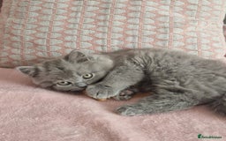 British Longhair cats for sale: ACTIVE REGISTERED BLH GIRL, GCCF, PEDIGREE - Image 13