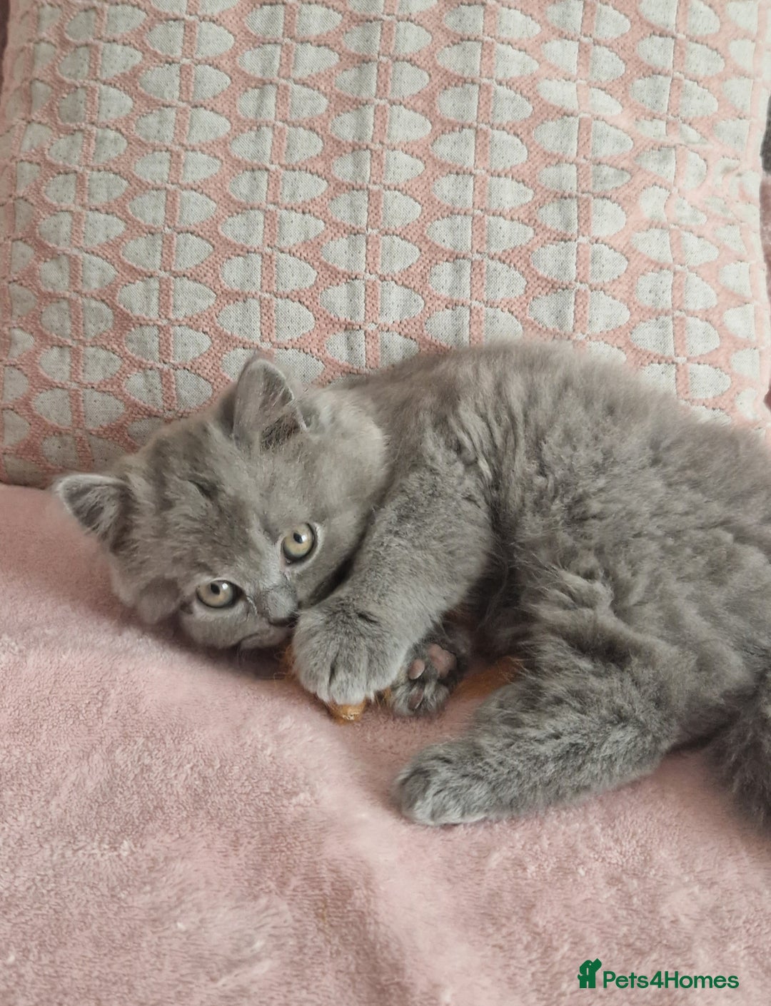British Longhair cats for sale: ACTIVE REGISTERED BLH GIRL, GCCF, PEDIGREE - Image 13
