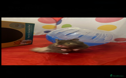 Hamster rodents for sale: Syrian hamster and setup - Image 3