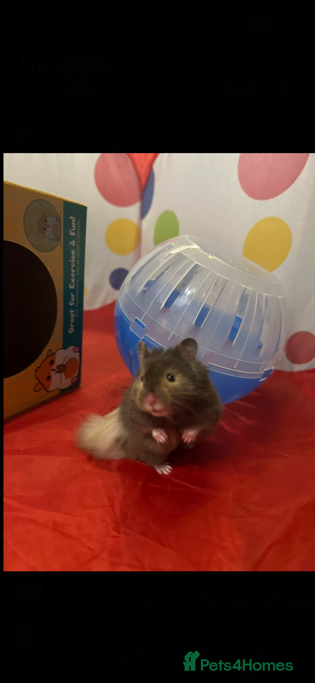 Hamster rodents for sale: Syrian hamster and setup - Image 3