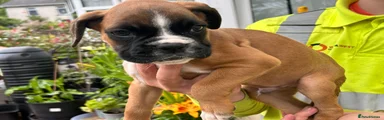 Boxer Puppy 7