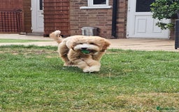 Australian Labradoodle dogs for stud: HIP 0/0 ELBOW 0/0! 100% AUSTRALIAN LABRADOODLE - Image 7