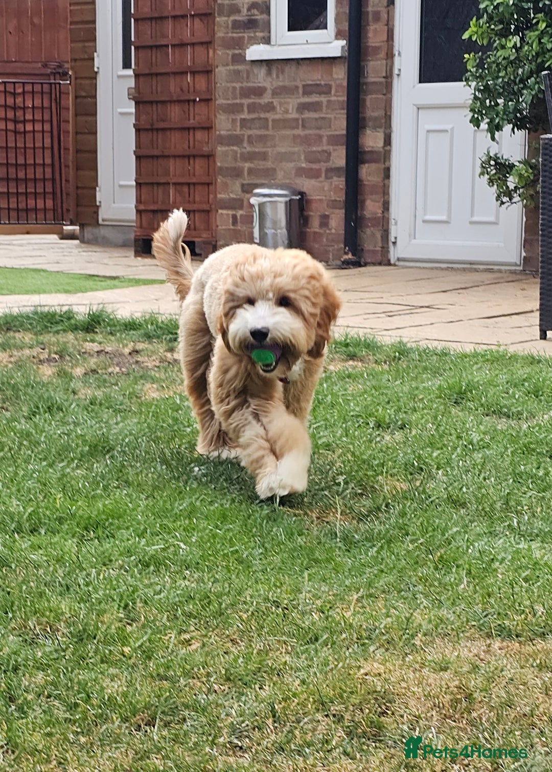 Australian Labradoodle dogs for stud: HIP 0/0 ELBOW 0/0! 100% AUSTRALIAN LABRADOODLE - Image 7