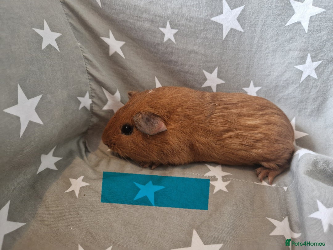 Guinea Pig rodents for sale: males guinea pigs  - Image 1