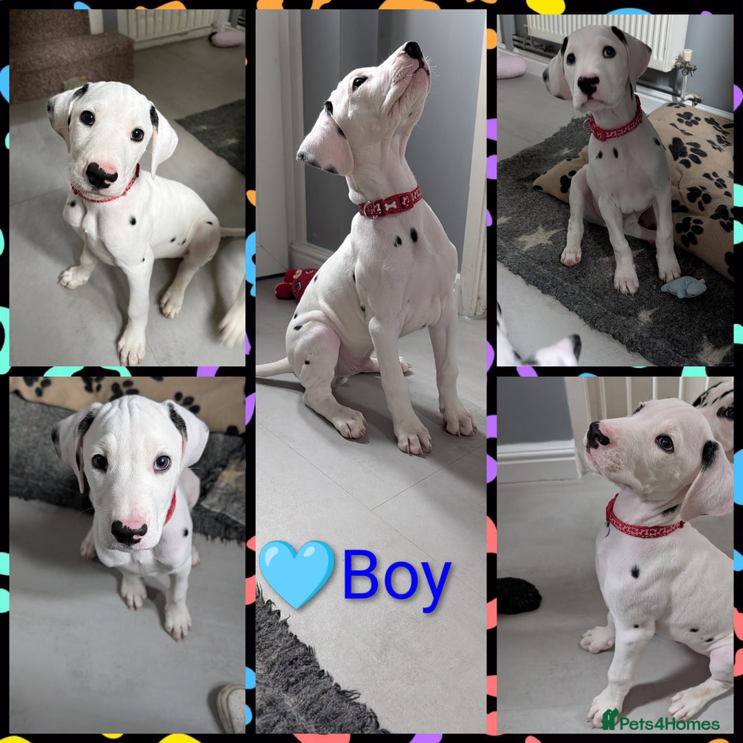 Dalmatian dogs for sale: Dalmatian puppies ready advert fully - Advert 31