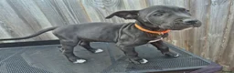 Presa Canario dogs for sale: Presa Canario Puppies ♥️  - Advert 13