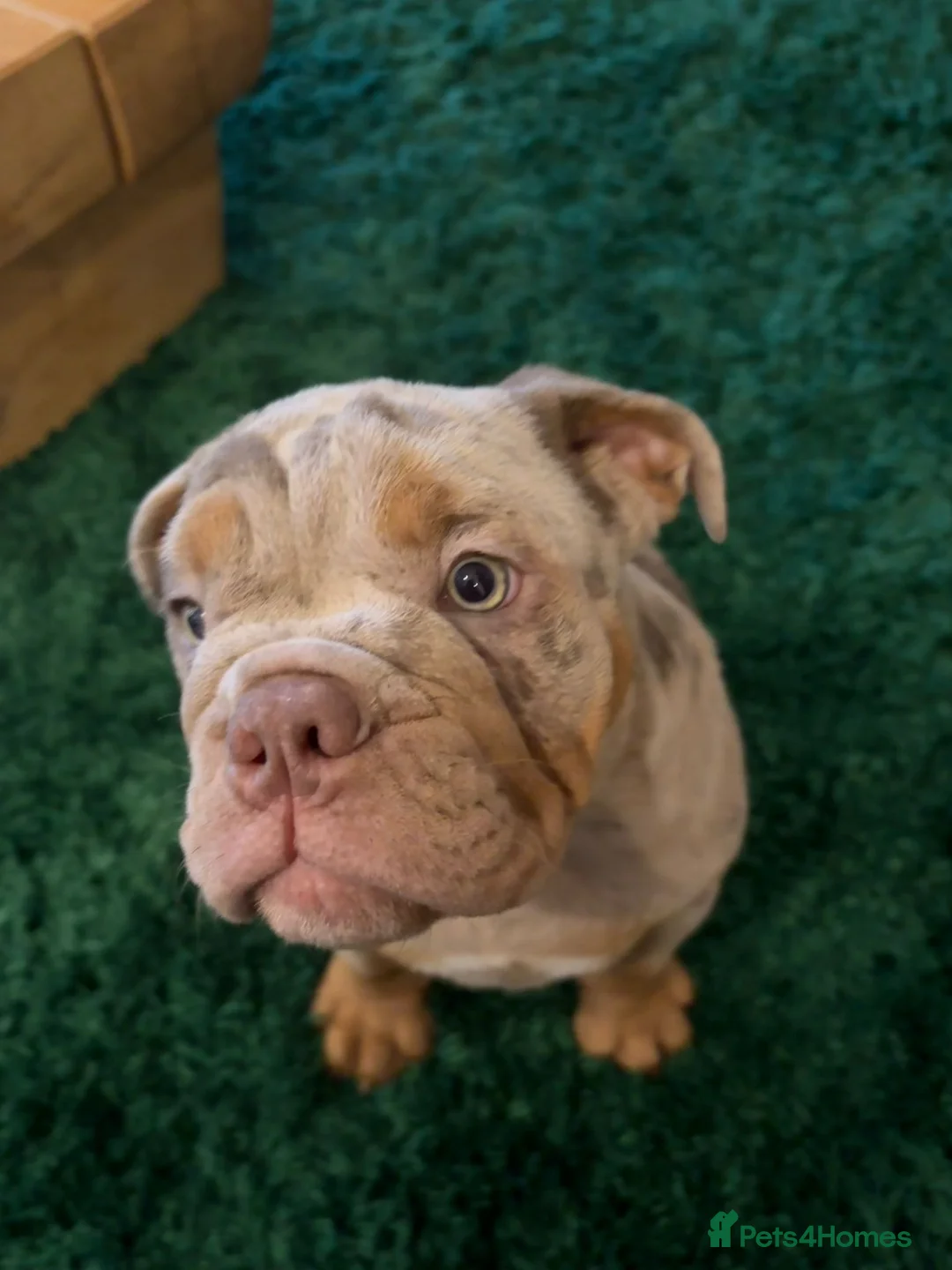 English Bulldog dogs for sale: Bulldog Puppies Champion bloodlines - Advert 31