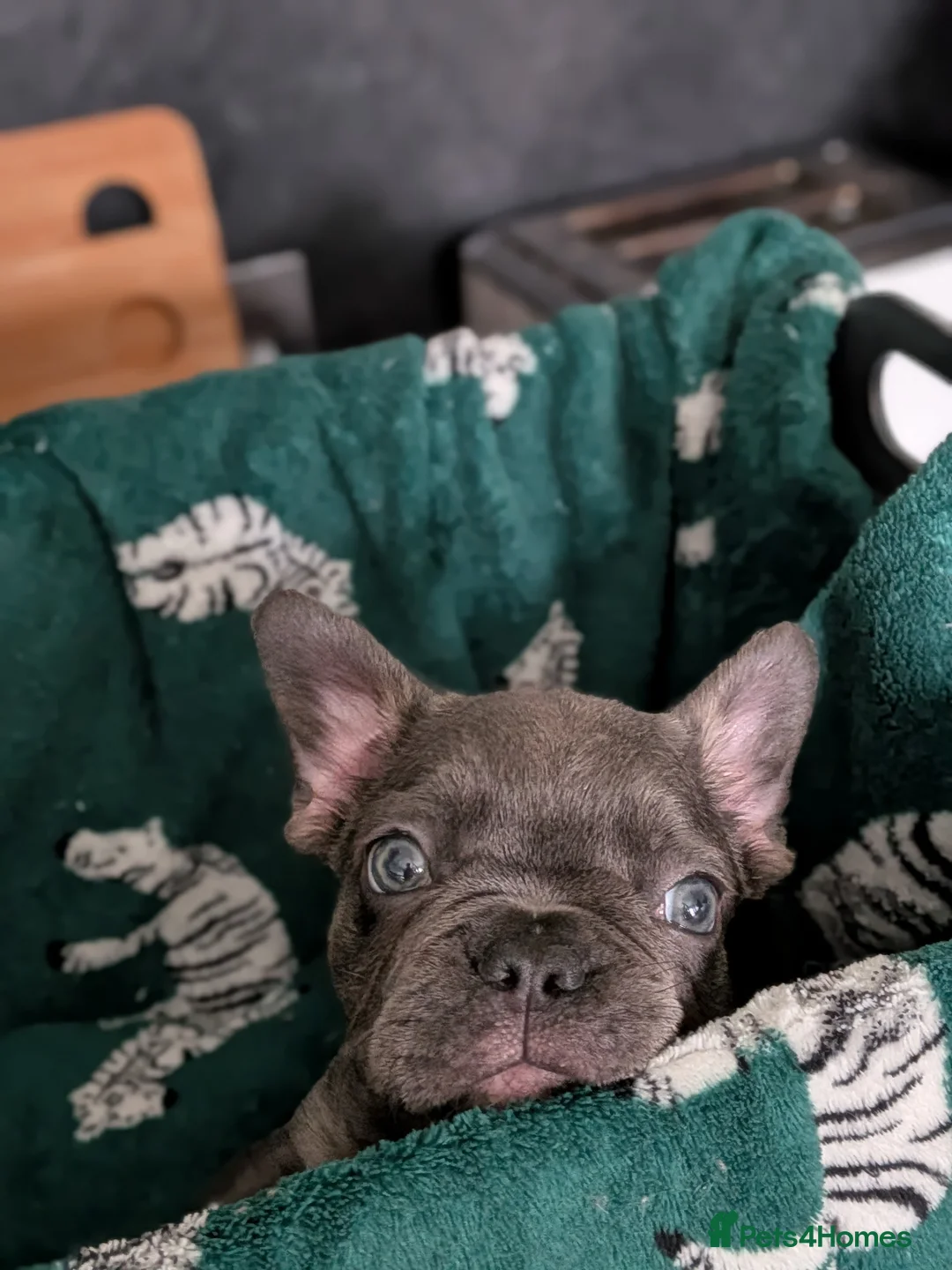 French Bulldog dogs for sale: Reduced fluffy/carriers Frenchies - Advert 26