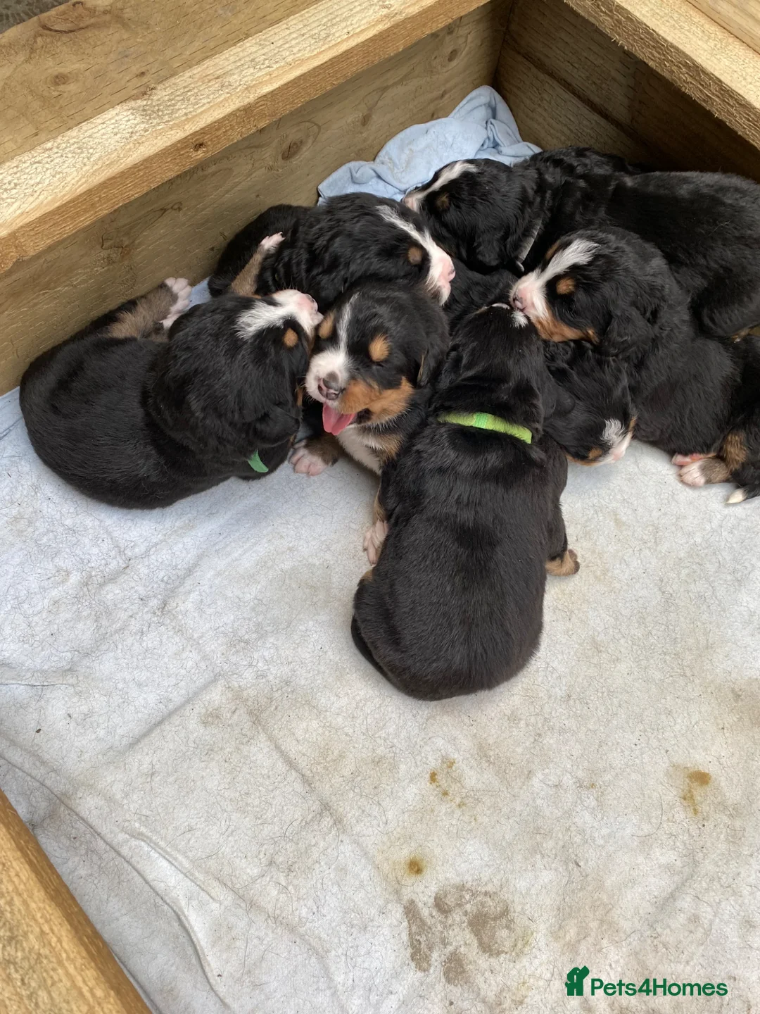 Mixed Breed dogs for sale: Borderese  in Narberth - Advert 2