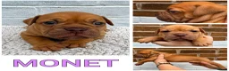 Olde English Bulldogge dogs for sale: Champion, Health Tested Parents, OEB puppies in Normanton - Advert 28