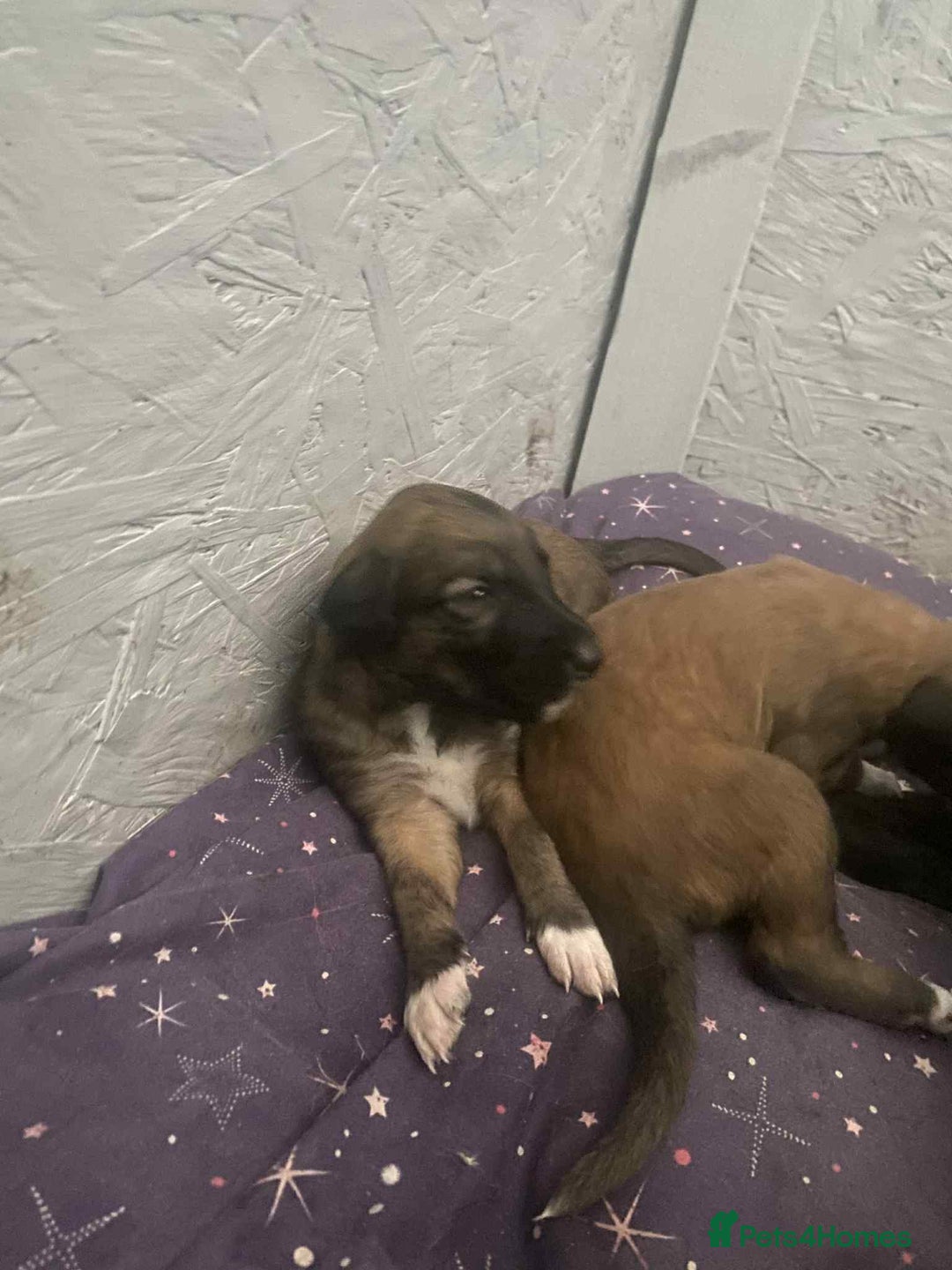 Mixed Breed dogs for sale: 3 tan girls remaining  - Image 4