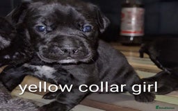 Mixed Breed dogs for sale: French bulldog x German short haired puppies - Image 2