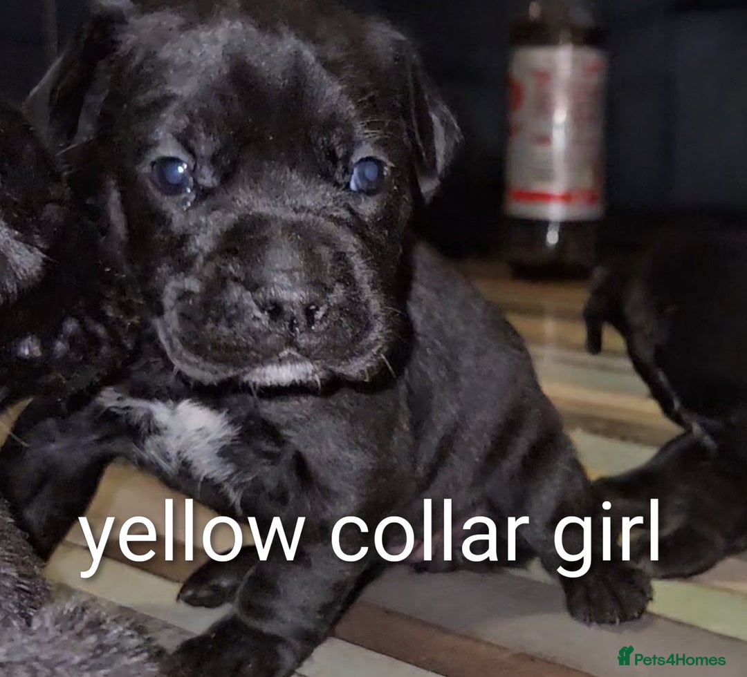 Mixed Breed dogs for sale: French bulldog x German short haired puppies - Image 2