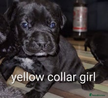 Mixed Breed dogs - Advert 9