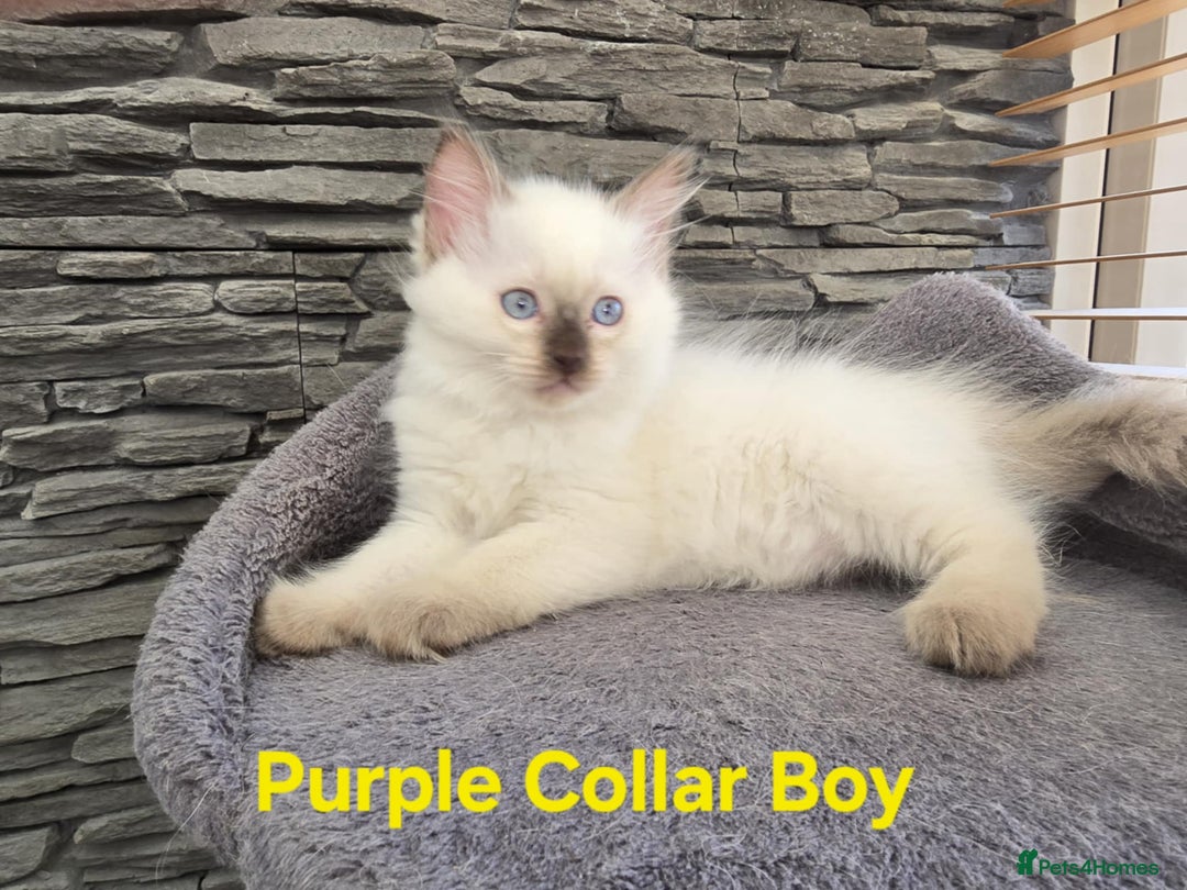 Ragdoll cats for sale: Beautiful ragdoll kittens - Image 24