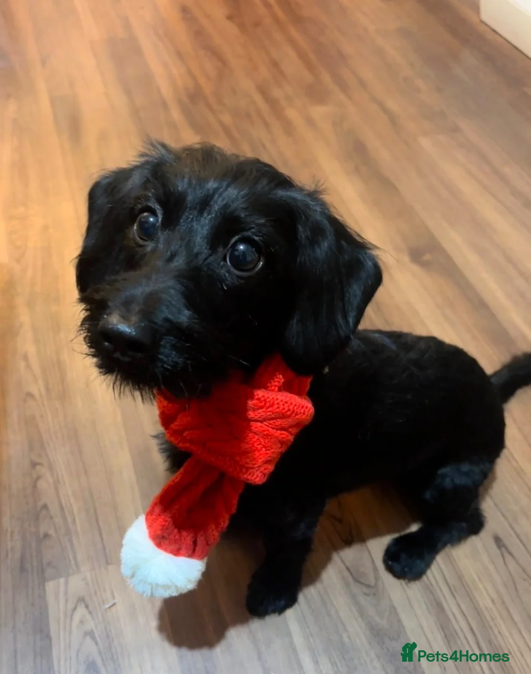 Mixed Breed dogs for sale: Beautiful 2-year-old Doxiepoo in Bristol - Advert 1