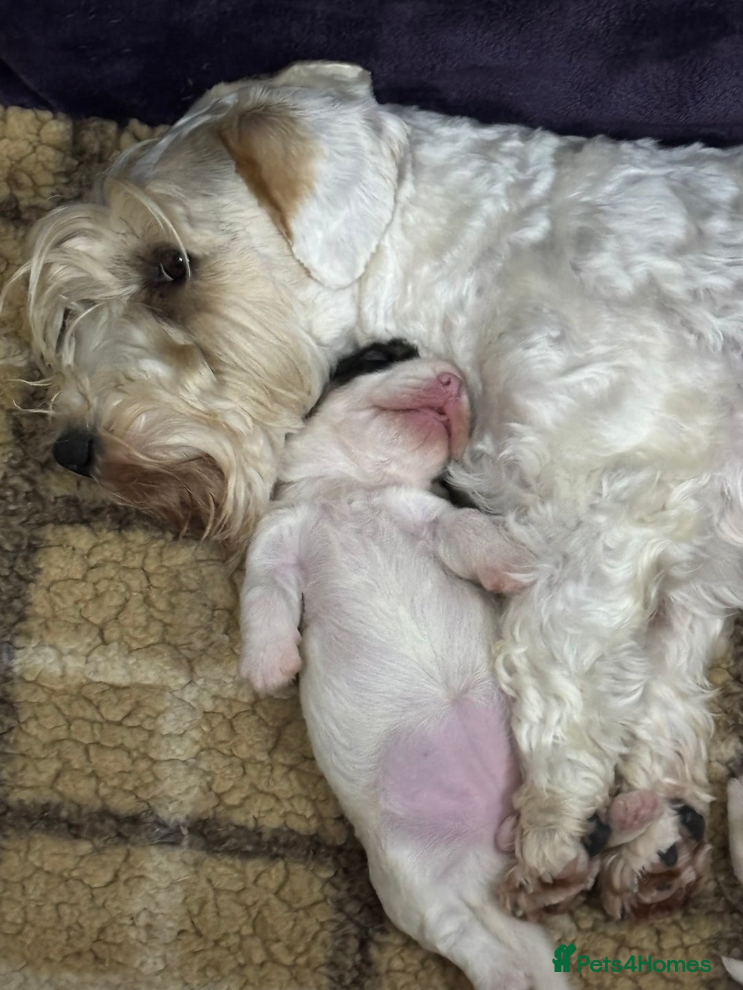 Sealyham Terrier dogs for sale: Stunning Sealyham Terriers  - Image 2