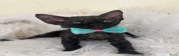 Devon Rex cats for sale: Affectionate Devon Rex kittens - Advert 12