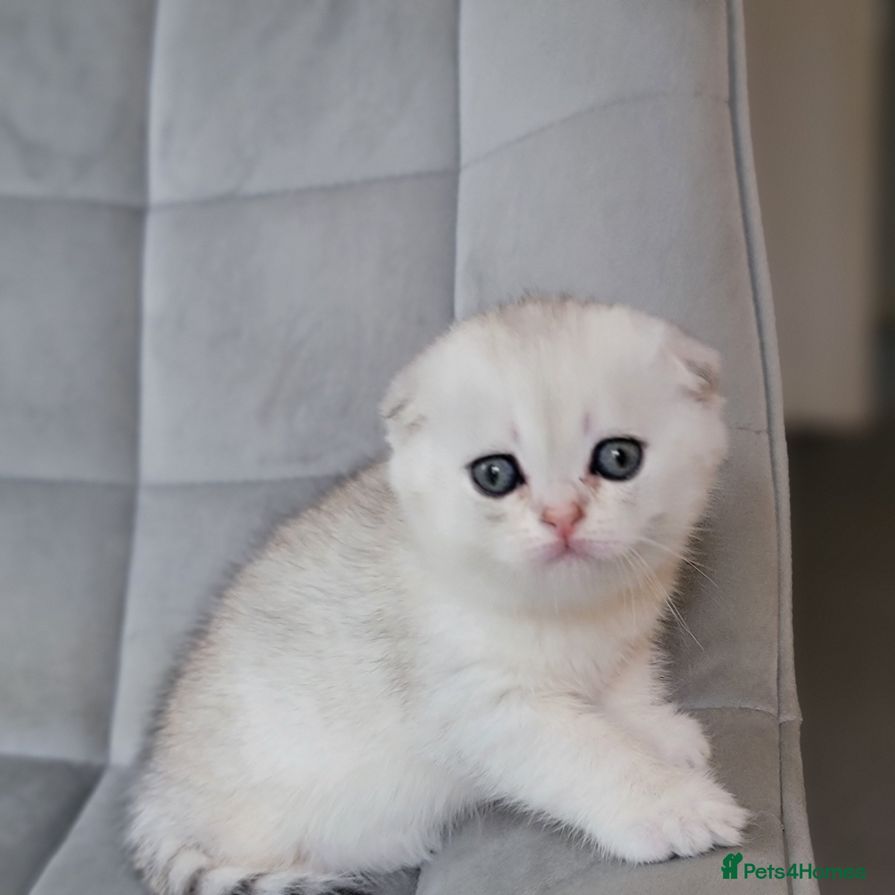 Scottish Fold cats Beautiful and healthy Scottish fold - Advert 10