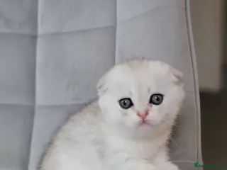 Scottish Fold cats Beautiful and healthy Scottish fold - Advert 10