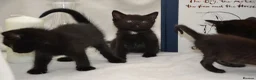 Mixed Breed cats for sale: Beautiful Maine Coon/Bombay Mix Kittens! in Edinburgh - Advert 4