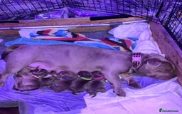 American Bully dogs for sale: Pocket bully puppy’s  - Image 15