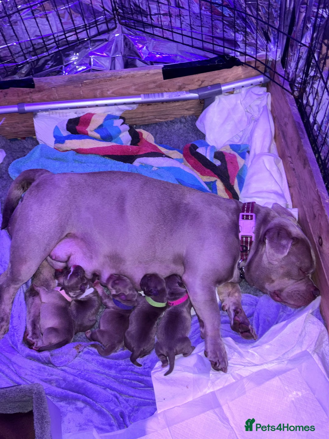 American Bully dogs for sale: Pocket bully puppy’s  - Image 15