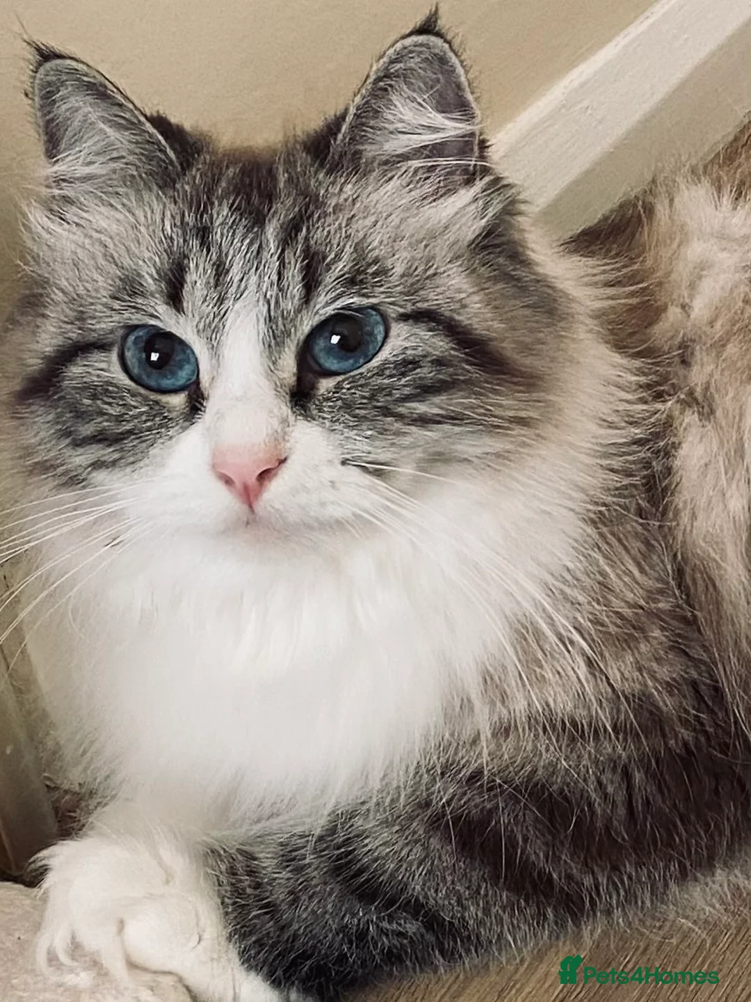 Siberian cats for sale: Siberian Kittens Neva Masquerade GCCF Registered . - Advert 2