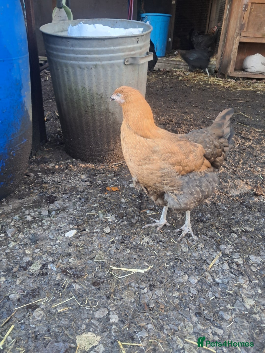 Chickens poultry for sale: POINT OF LAY PULLETS AVAILABLE  - Advert 11