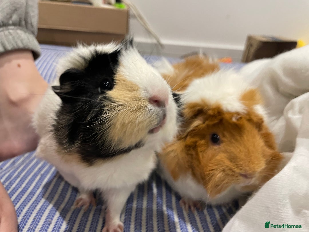 Guinea Pig rodents for sale: 2 female pigs  - Image 2