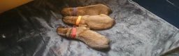 Chow Chow dogs for sale: Kc registered Chow chow puppies  - Advert 13