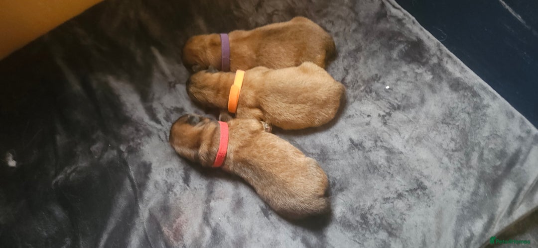 Chow Chow dogs for sale: Kc registered Chow chow puppies  - Advert 13