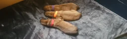 Chow Chow dogs for sale: Kc registered Chow chow puppies  - Advert 13