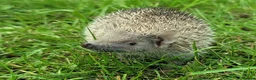 Pygmy Hedgehog rodents for sale: Gorgeous 2026 Lesser Tenrec babies - Advert 6